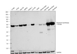 Invitrogen Glutamine Synthetase Monoclonal Antibody (GT7711) 100 &mu;L;