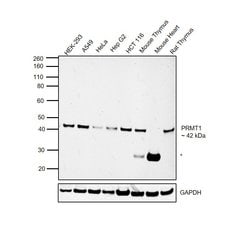 Invitrogen PRMT1 Monoclonal Antibody (GT779) 100 &mu;L | Buy Online | Invitrogen&trade; | Fisher Scientific