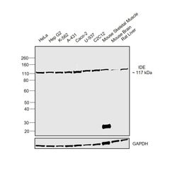 Invitrogen IDE Monoclonal Antibody (GT286) 100 &mu;L; Unconjugated:Antibodies,
