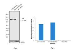 Invitrogen IDE Monoclonal Antibody (GT286) 100 &mu;L; Unconjugated:Antibodies,