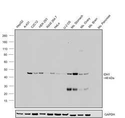 Invitrogen IDH1 Monoclonal Antibody (GT1521) 100 &mu;L; Unconjugated:Antibodies,