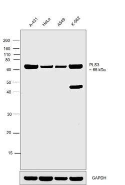 Invitrogen PLS3 Monoclonal Antibody (GT3310) 100 &mu;L; Unconjugated:Antibodies,