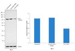 Invitrogen PLS3 Monoclonal Antibody (GT3310) 100 &mu;L; Unconjugated:Antibodies,