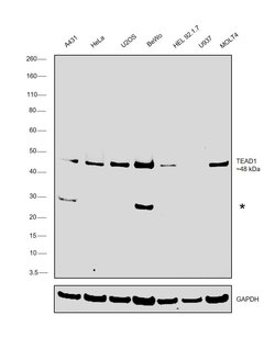 TEF1 Monoclonal Antibody (GT13112), Invitrogen 100 &mu;L; Unconjugated:Antibodies,