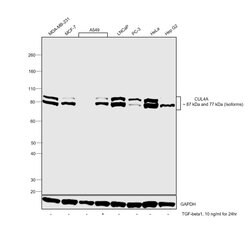 Invitrogen Cullin 4A Monoclonal Antibody (GT885) 100 &mu;L; Unconjugated:Antibodies,