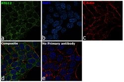 Invitrogen ATG12 Monoclonal Antibody (GT166) 100 &mu;L; Unconjugated:Antibodies,