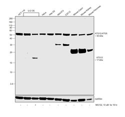 Invitrogen ATG12 Monoclonal Antibody (GT166) 100 &mu;L; Unconjugated:Antibodies,