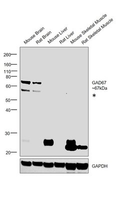 Invitrogen GAD67 Monoclonal Antibody (GT1982) 100 &mu;L; Unconjugated:Antibodies,