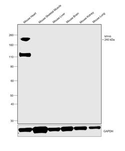 Invitrogen MYH6 Monoclonal Antibody (GT565) 100 &mu;L; Unconjugated:Antibodies,