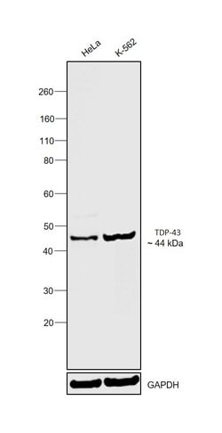 Invitrogen TDP-43 Monoclonal Antibody (GT733) 100 &mu;L | Buy Online | Invitrogen&trade; | Fisher Scientific
