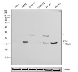 Invitrogen FIS1 Monoclonal Antibody (GT12112) 100 &mu;L; Unconjugated:Antibodies,