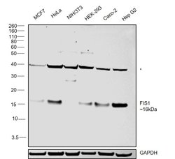 Invitrogen FIS1 Monoclonal Antibody (GT9810) 100 &mu;L; Unconjugated:Antibodies,