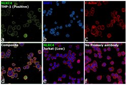 Invitrogen NLRC4 Monoclonal Antibody (GT1387) 100 &mu;L; Unconjugated:Antibodies,