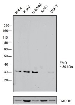 Invitrogen Emerin Monoclonal Antibody (5A10) 100 &mu;g; Unconjugated:Antibodies,