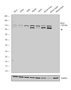 Invitrogen CRM1 Monoclonal Antibody (5G3) 100 &mu;g; Unconjugated:Antibodies,