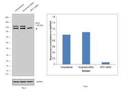 Invitrogen CRM1 Monoclonal Antibody (5G3) 100 &mu;g; Unconjugated:Antibodies,