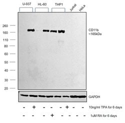 Invitrogen CD11b Recombinant Rabbit Monoclonal Antibody (RM290) 100 &mu;L;
