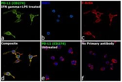 Invitrogen PD-L1 (CD274) Recombinant Rabbit Monoclonal Antibody (RM320)