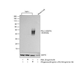 Invitrogen PD-L1 (CD274) Recombinant Rabbit Monoclonal Antibody (RM320)