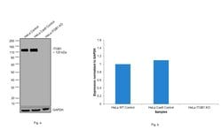 Invitrogen Integrin beta 1 (CD29) Recombinant Rabbit Monoclonal Antibody