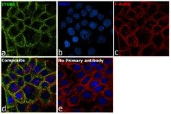 Invitrogen Integrin beta 1 (CD29) Recombinant Rabbit Monoclonal Antibody