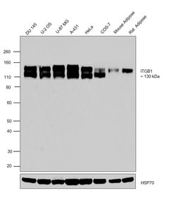 Invitrogen Integrin beta 1 (CD29) Recombinant Rabbit Monoclonal Antibody