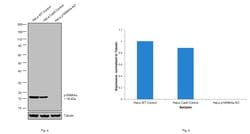 Invitrogen p16INK4a Recombinant Rabbit Monoclonal Antibody (RM267) 100 &mu;L | Buy Online | Invitrogen&trade; | Fisher Scientific