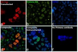 Invitrogen&trade;&nbsp;HA Tag Recombinant Rabbit Monoclonal Antibody (RM305)