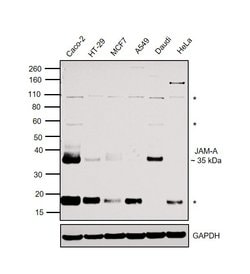 Invitrogen JAM-A (CD321) Recombinant Rabbit Monoclonal Antibody (RM275)
