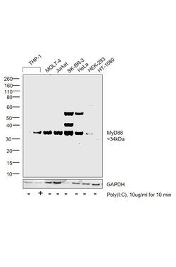 Invitrogen MyD88 Recombinant Rabbit Monoclonal Antibody (RM306) 100 &mu;L;
