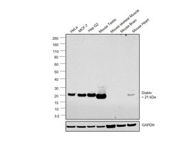 Invitrogen DIABLO Recombinant Rabbit Monoclonal Antibody (RM271) 100 &mu;L | Buy Online | Invitrogen&trade; | Fisher Scientific