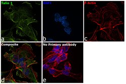 Invitrogen Talin Monoclonal Antibody (TA205) 200 &mu;g; Unconjugated:Antibodies,