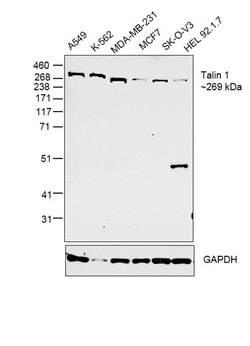 Invitrogen Talin Monoclonal Antibody (TA205) 200 &mu;g; Unconjugated:Antibodies,