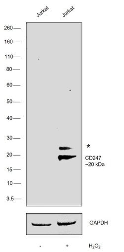 Invitrogen&trade;&nbsp;Phospho-CD247 (CD3 zeta) (Tyr142) Monoclonal Antibody (EM-54)