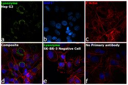 Invitrogen Lysozyme Monoclonal Antibody (LZ598-10G9) 100 &mu;g; Unconjugated:Antibodies,
