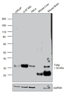 Invitrogen TOLLIP Monoclonal Antibody (SB40a) 200 &mu;L; Unconjugated:Antibodies,