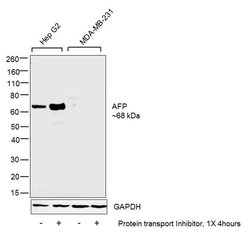 AFP Recombinant Rabbit Monoclonal Antibody (003):Antibodies, Recombinant