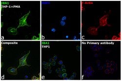 Invitrogen™ IBA1 Recombinant Rabbit Monoclonal Antibody (031)