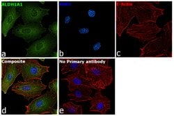 Invitrogen ALDH1A1 Monoclonal Antibody (5G9E6C9) 100 &mu;L; Unconjugated:Antibodies,