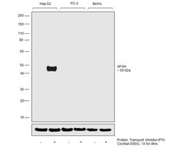 Invitrogen Apolipoprotein H Monoclonal Antibody (4A2F8H12) 100 &mu;L | Buy Online | Invitrogen&trade; | Fisher Scientific