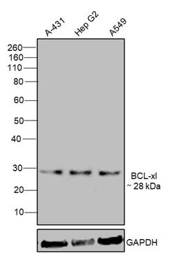 Invitrogen Bcl-xL Recombinant Rabbit Monoclonal Antibody (016) 100 &mu;L;