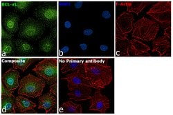 Invitrogen Bcl-xL Recombinant Rabbit Monoclonal Antibody (016) 100 &mu;L;