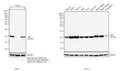 Invitrogen BID Recombinant Rabbit Monoclonal Antibody (002) 100 &mu;L | Buy Online | Invitrogen&trade; | Fisher Scientific