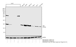 Invitrogen BID Recombinant Rabbit Monoclonal Antibody (005) 100 &mu;L;