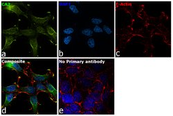 Invitrogen Carbonic Anhydrase II Recombinant Rabbit Monoclonal Antibody (001) 100 &mu;L | Buy Online | Invitrogen&trade; | Fisher Scientific