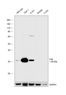 Invitrogen Carbonic Anhydrase II Recombinant Rabbit Monoclonal Antibody (001) 100 &mu;L | Buy Online | Invitrogen&trade; | Fisher Scientific