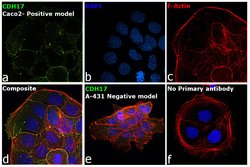 Invitrogen CDH17 Monoclonal Antibody (05) 100 &mu;L; Unconjugated:Antibodies,