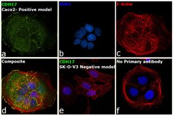 Invitrogen&trade;&nbsp;CDH17 Recombinant Rabbit Monoclonal Antibody (029)