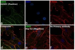 Invitrogen&trade;&nbsp;VE-cadherin Recombinant Rabbit Monoclonal Antibody (048)