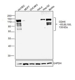 Invitrogen VE-cadherin Recombinant Rabbit Monoclonal Antibody (048) 100 &mu;L | Buy Online | Invitrogen&trade; | Fisher Scientific